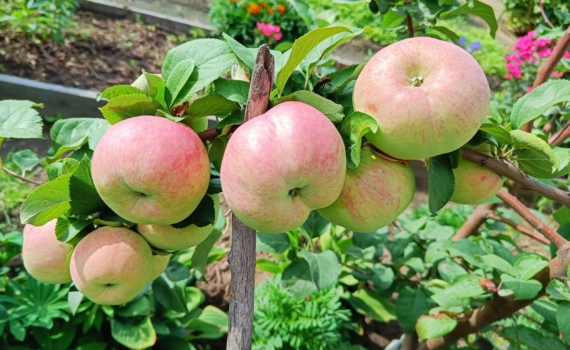 Хрустящее чудо с ярким вкусом: тертый лимонный пирог с яблочным сюрпризом — хозяйкам на заметку